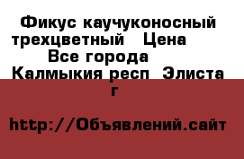 Фикус каучуконосный трехцветный › Цена ­ 500 - Все города  »    . Калмыкия респ.,Элиста г.